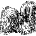 Lhasa Apso - S115