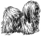 Lhasa Apso - S115