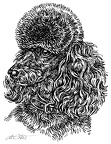 Pudel - Poodle - S131
