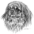 Pekinese - S126
