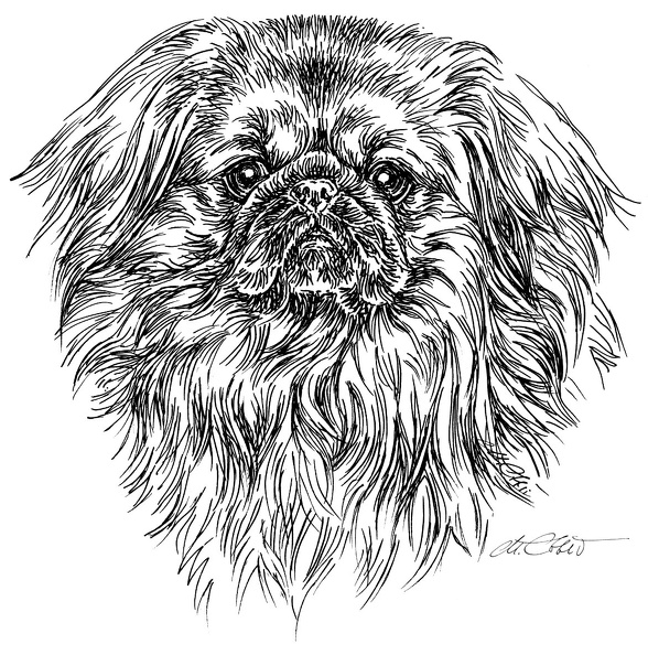 Pekinese2-S127.jpg
