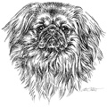 Pekinese - S127