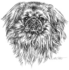 Pekinese - S127