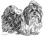 Shih Tzu - S152
