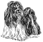 Shih Tzu - S151