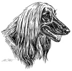 Afghane - Afghan Hound - S4