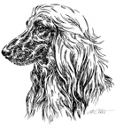 Afghane - Afghan Hound - S3