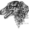 Barsoi1-Borzoi-S12