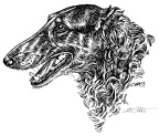 Barsoi1-Borzoi-S12