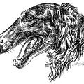 Barsoi - Borzoi - S13