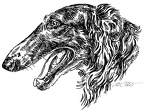 Barsoi - Borzoi - S13