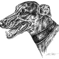 Greyhound - S87
