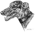 Greyhound - S87