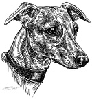Whippet - S165