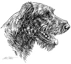 Irischer Wolfshund - Irish wolfhound - S98