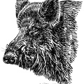 Wildschwein - Wild Boar - S170