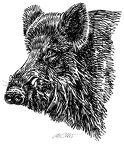 Wildschwein - Wild Boar - S170