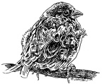 Sperling - Sparrow - S172