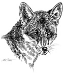 Fuchs - Fox - S171