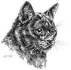 Katze3-S176