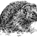 Igel - Hedgehog - S173
