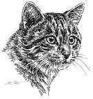 Katze - S177