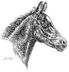Pferd - Horse - S185