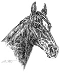 Pferd - Horse - S183