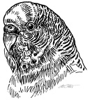 Wellensittich - Budgerigar - S186