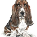 Basset Hound - K73