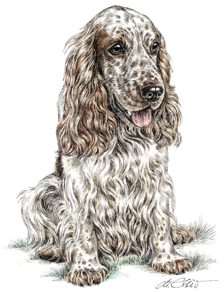 CockerSpaniel-K74.jpg