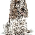 CockerSpaniel - K74