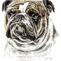 Englische Bulldogge - English Bulldog - K30