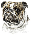 Englische Bulldogge - English Bulldog - K30