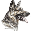 Deutscher Schaeferhund - German Shepherd Dog - K75