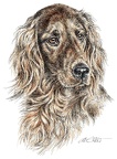 Irischer Setter - Irish Setter - K41