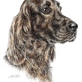 Irischer Setter - Irish Setter - K42
