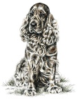 Cocker Spaniel - K77