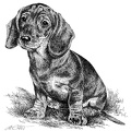 Kurzhaardackel Welpe - Dachshund Puppy - T76