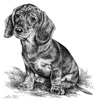 Kurzhaardackel Welpe - Dachshund Puppy - T76