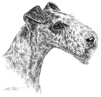 Foxterrier - T36
