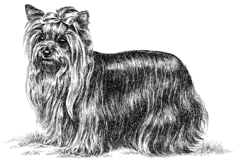 YorkshireTerrierStehend-T65.jpg