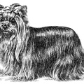 Yorkshire Terrier - T65