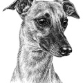 Whippet - T62