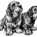 Rauhaardackel - Dachshund - T79