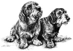 Rauhaardackel - Dachshund - T79